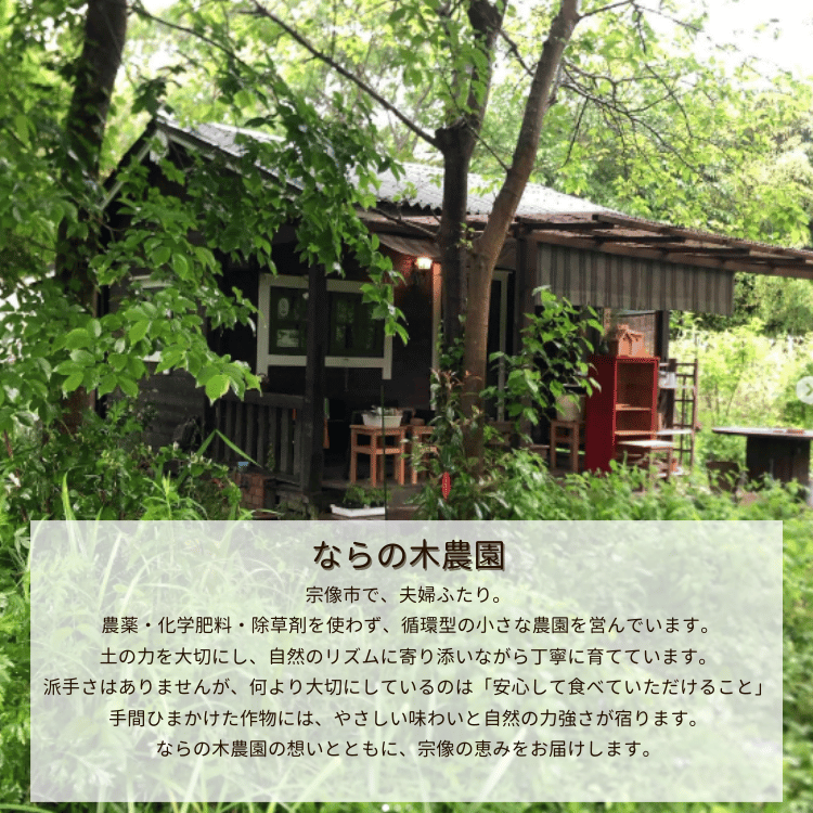 ������������������������Ի��ѡۤʤ�������� �ϡ��֥����3�糧�åȡʥͥ��ݥ�ȯ����