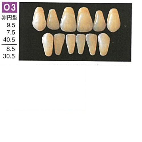 硬質レジン歯 下顎