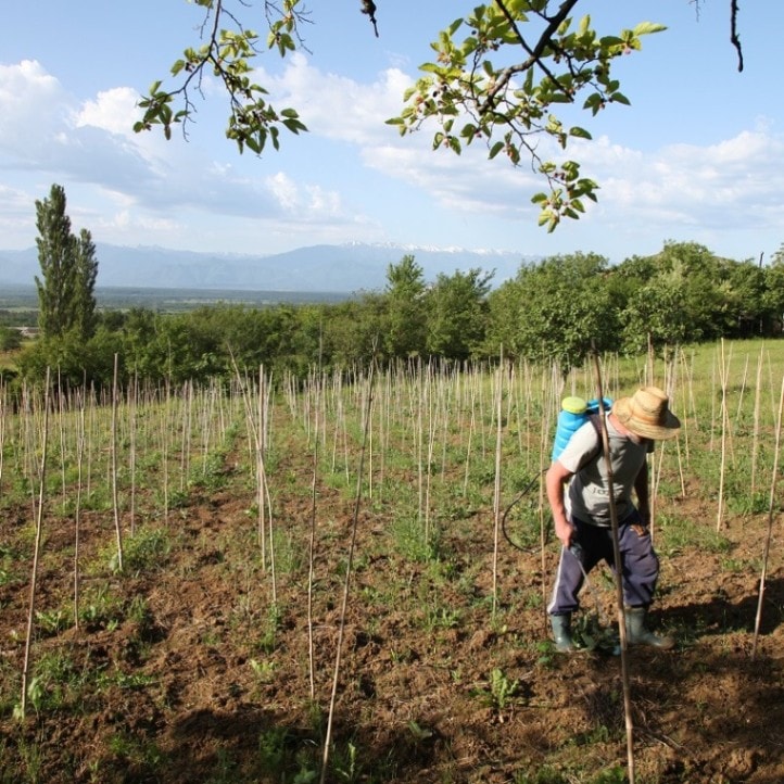 ラマズ・ニコラゼ / ツォリコウリ　オルフヴィ　（マセレーションなし） 2019