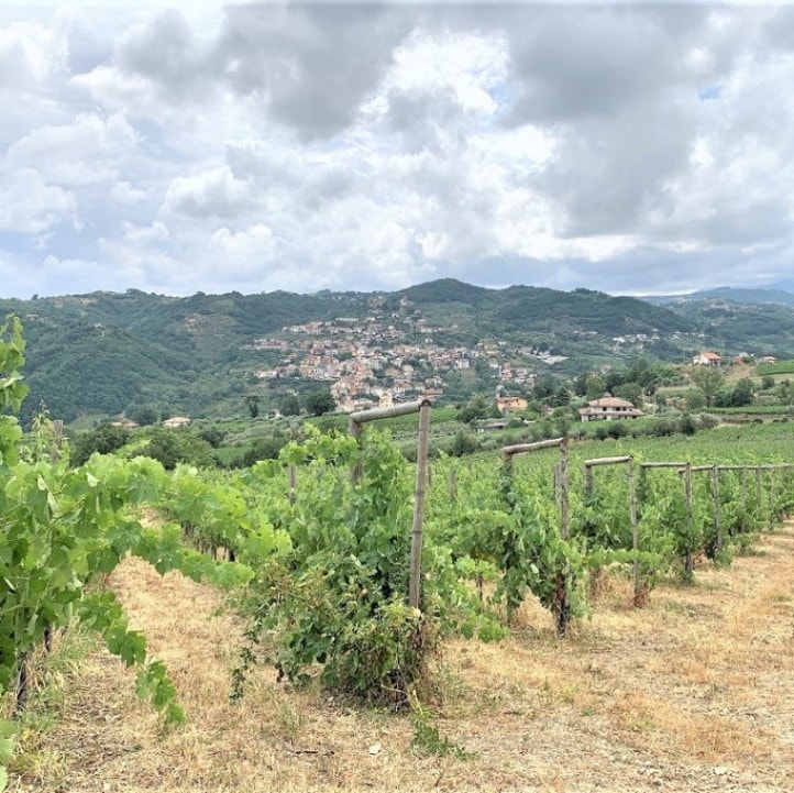 サルヴァトーレ・モレッティエーリ / タウラージ ヴィーニャ・チンクエ・クエルチェ 2011