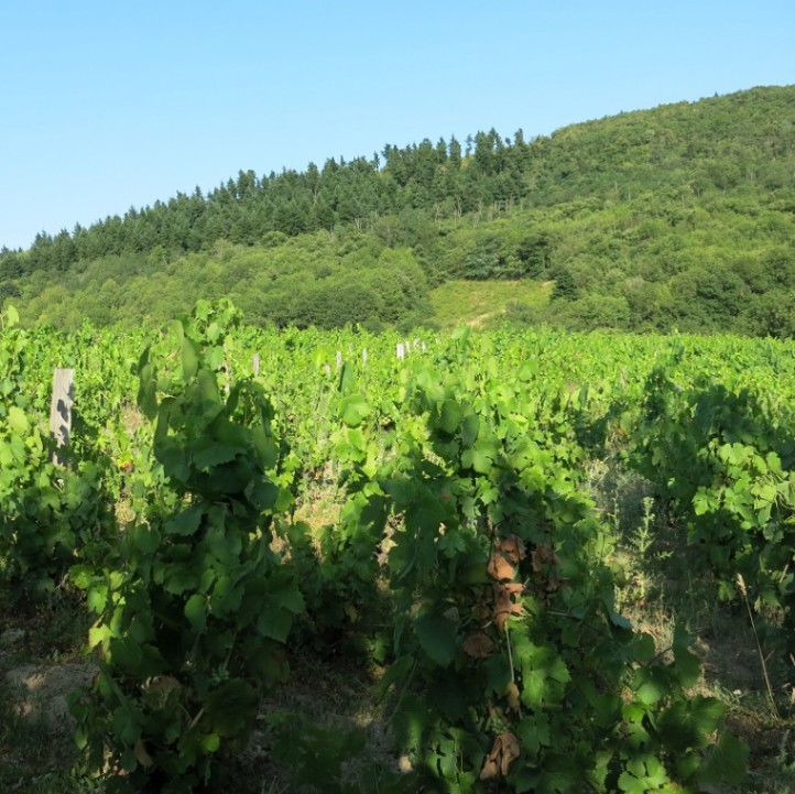 ジュール・メトラ / シルーブル 2017