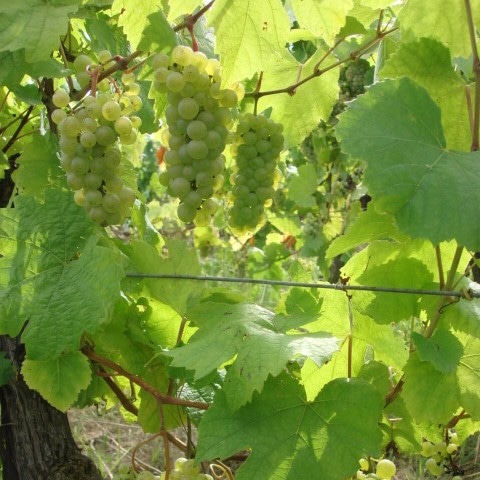 ジェラール・シュレール・エ・フィス / ゲヴュルツトラミネール