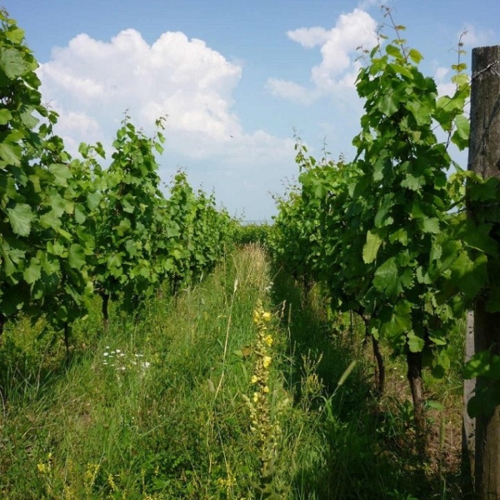 エルンスト・トリーバウマー / トリデンドロン 2018