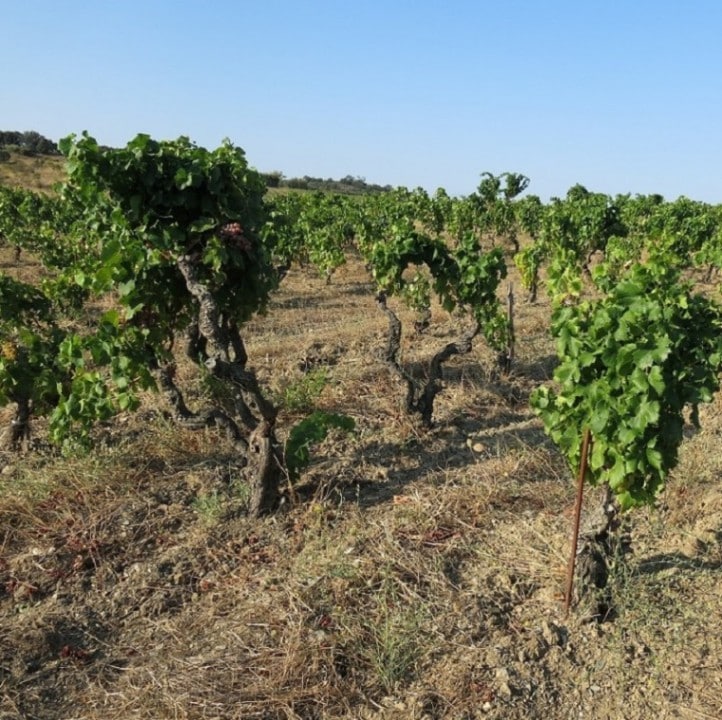 ドメーヌ・ゴビー / コート・カタラン　クーム・ジネスト・ブラン 2015