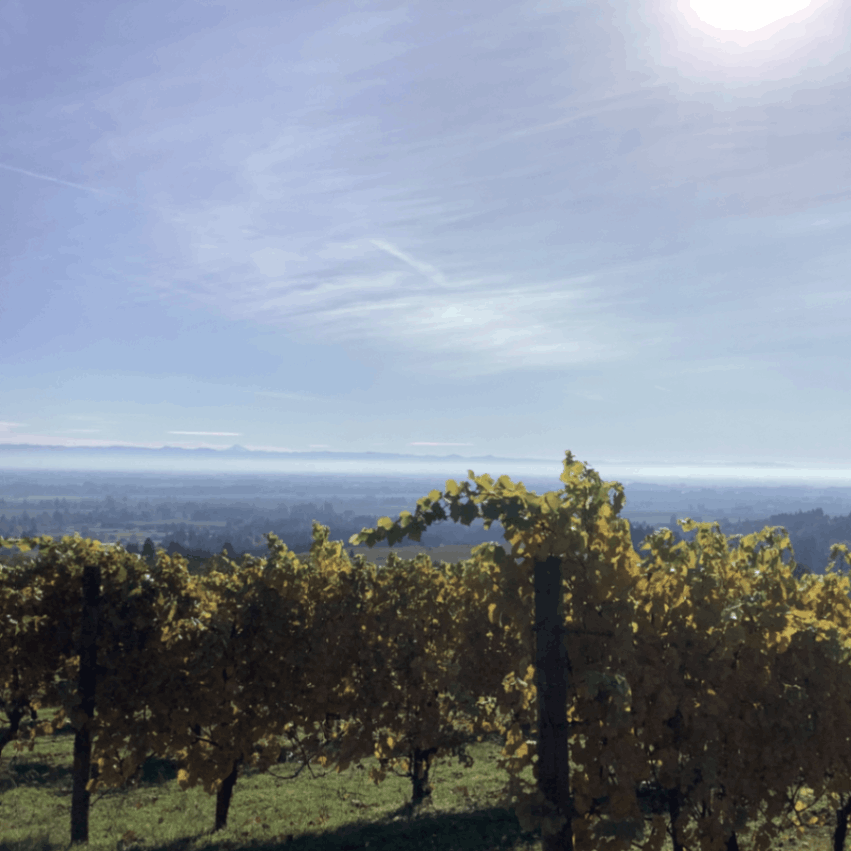 ケリー・フォックス・ワインズ / マーシュ・ヴィンヤード 2021 | 産地