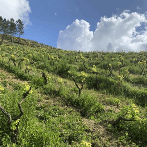 キンタ・ダ・セッラディーニャ / ヴィーニョ・ブランコ アリント・エ・フェルナォン・ピレシュ 2020