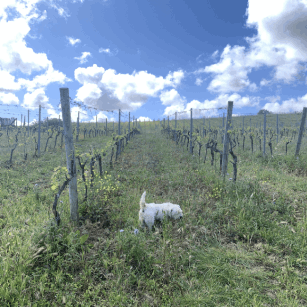 ヴァレ・ダ・カプーシャ / セードロ アルヴァラォン 2018 | 産地