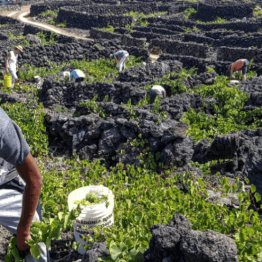 ティトズ・アデガ / ピコ ア・セルカ・ドシュ・フラーデシュ テランテシュ・ド・ピコ 2020