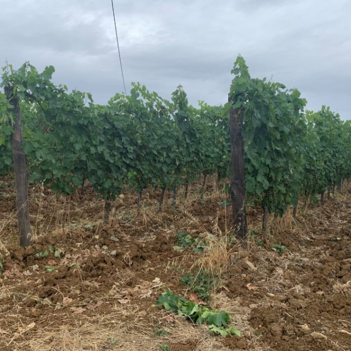 ポデーレ 414 / モレッリーノ・ディ・スカンサーノ 2021 | 産地