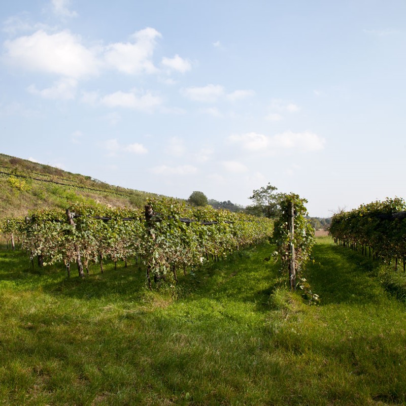 ジョアンダニエル錦　微根&ノーブルレッド錦&沙羅姫錦&エンシノ錦&フローレンス錦 鈴木スポーツ - ロシニョール アパレル アジアンフィト 2025年モデル