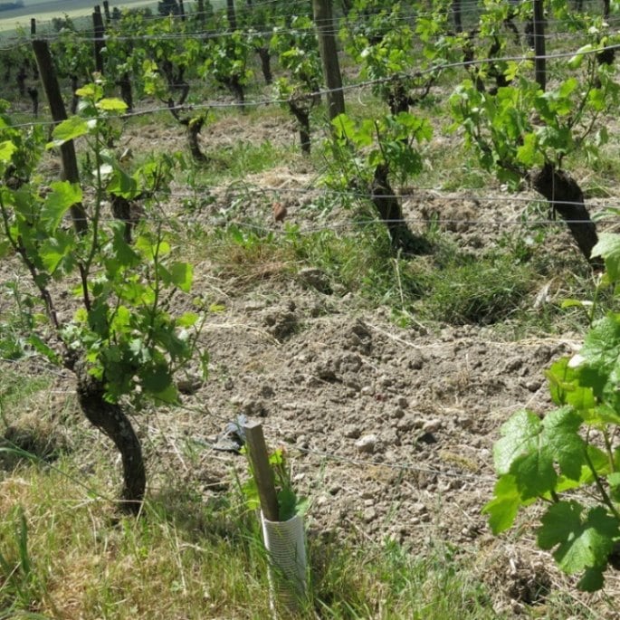 ジェラール・マリュラ / レ・グリュッシュ 2021 ※お一人様1本まで