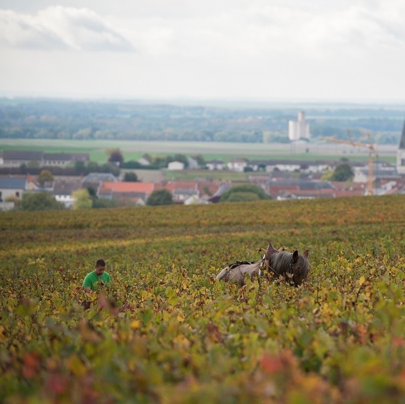 シャンパーニュ・マルゲ / ブリュット・ナチュール　アンボネ　グラン・クリュ 2017