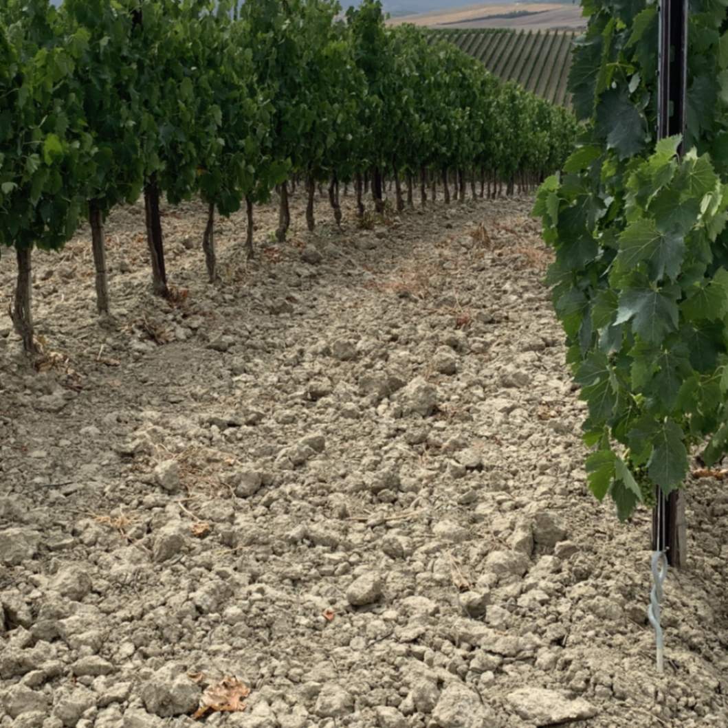 リドルフィ ブルネッロ飲み比べセット(2017、2018)