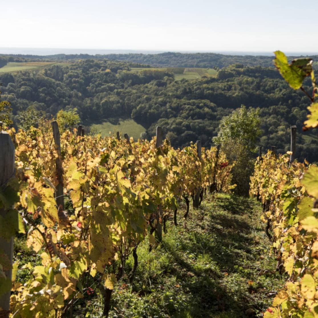 ドメーヌ・バルトゥッチ / ビュジェ・セルドン メトード・アンセストラル 2023