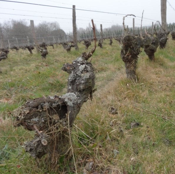 ル・クロ・ド・ラ・ブリュイエール（ジュリアン・クルトワ） / オトクトンヌ 2020