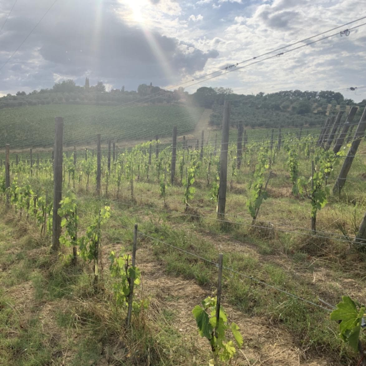 ラ・トッレ・アッレ・トルフェ / トスカーナ・ロッソ コロリーノ 2020