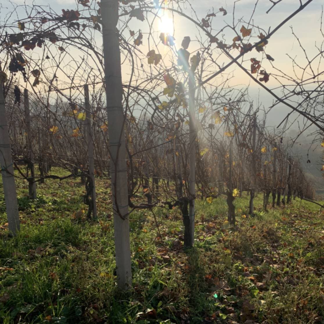 マルコ・ペッテリーノ /ガッティナーラ・リゼルヴァ 2015 ※お一人様1本まで