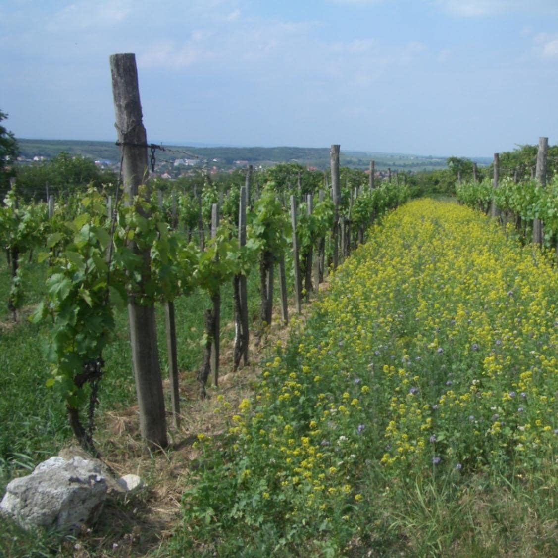 ペンディッツ / トカイ キュベ スウィート 2012