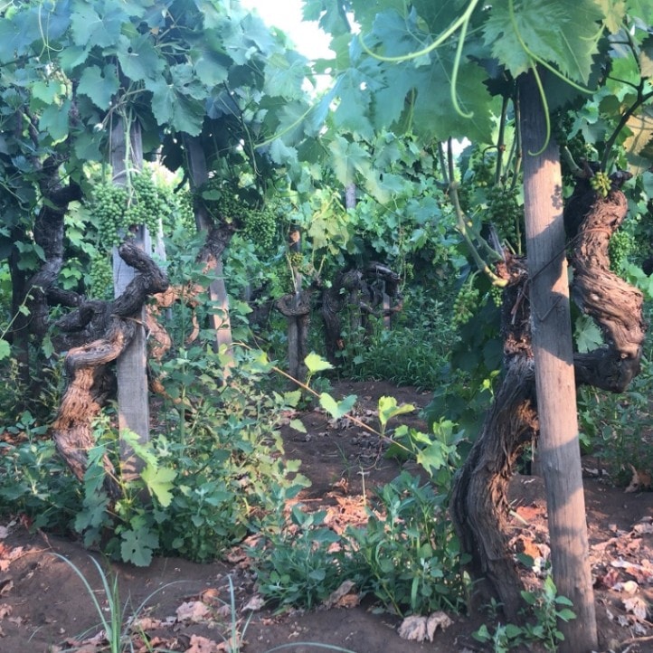 イ・クストーディ / ピストゥス エトナ ロッソ 2021