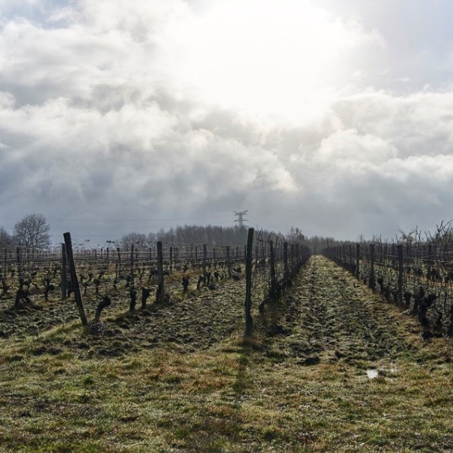 レ・カイユ・デュ・パラディ / ラシーヌ・ルージュ 2019 （クロード