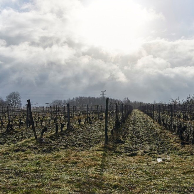 レ・カイユ・デュ・パラディ / ラシーヌ・ブラン 2020