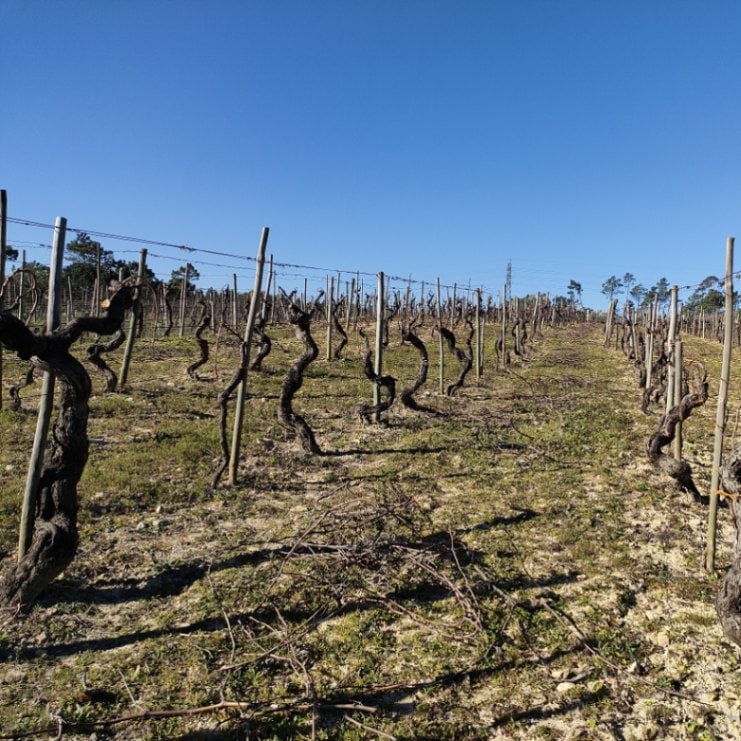 ルイシュ・ロペシュ / モーリッシュ ブランコ 2021