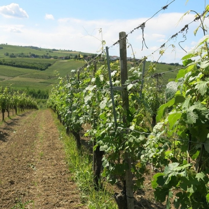 トリンケーロ / ロッソ・ラシーヌ 2019