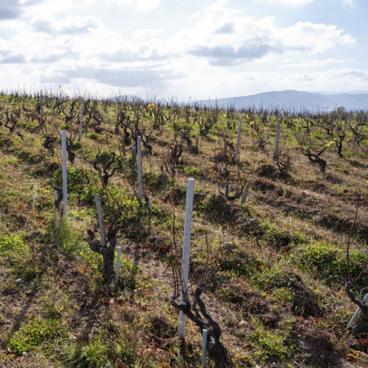 ギィ・ブルトン / モルゴン ヴィエイユ・ヴィーニュ 2022