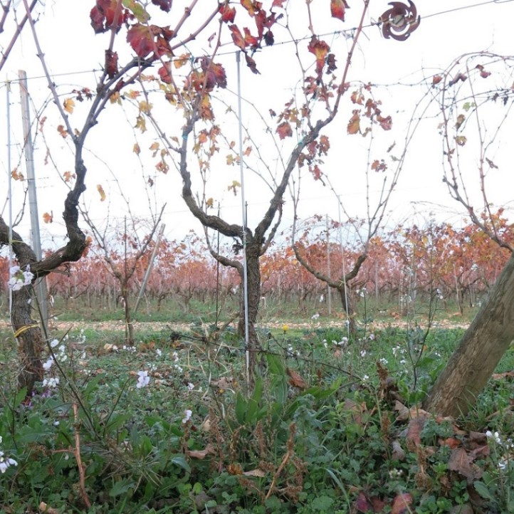 ファタローネ / ジョイア・デル・コッレ リゼルヴァ 2021