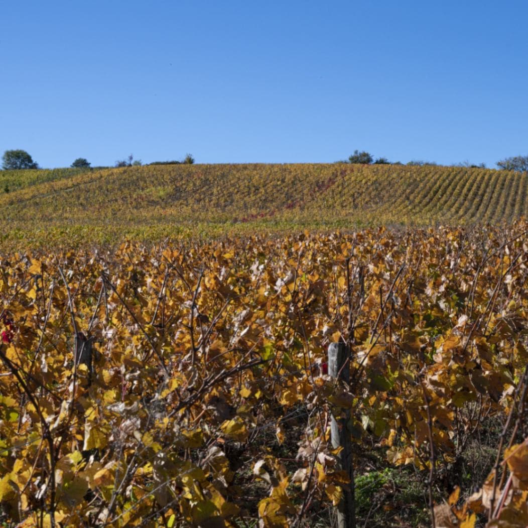 ドメーヌ・モンタネ＝トダン /  ブルゴーニュ・ルージュ　ガランス 2022