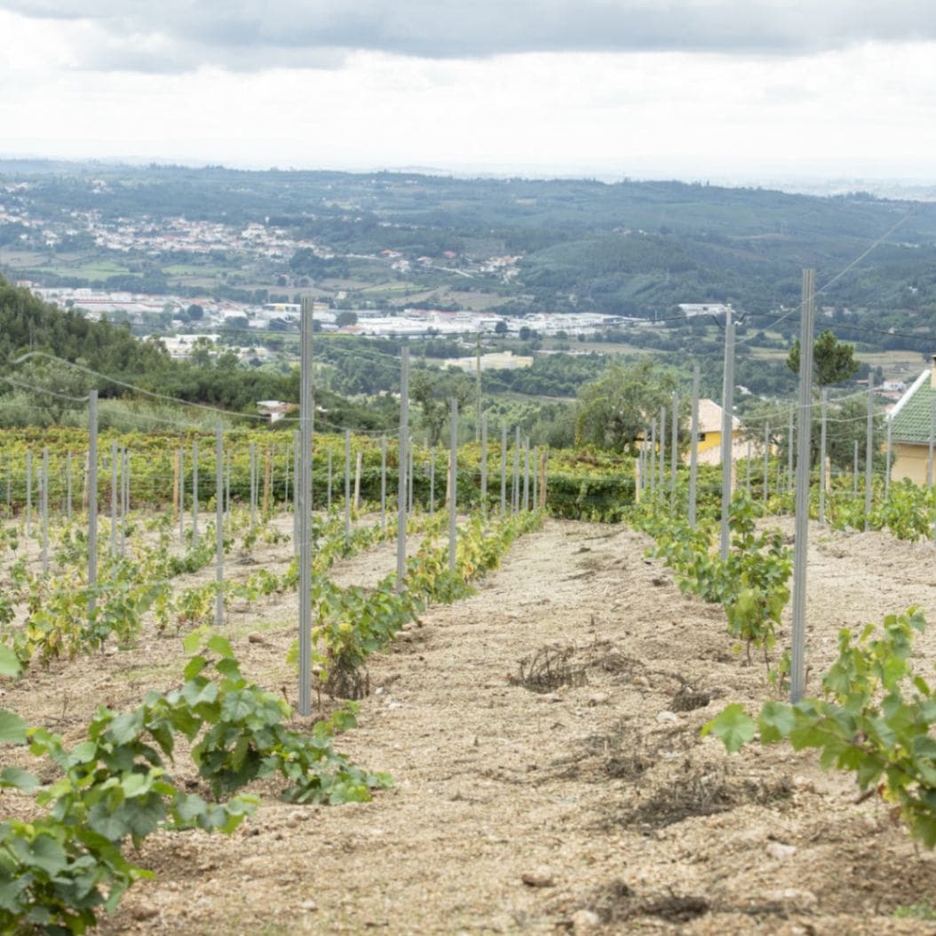 アントニオ・マデイラ / ダォン ティント 2022