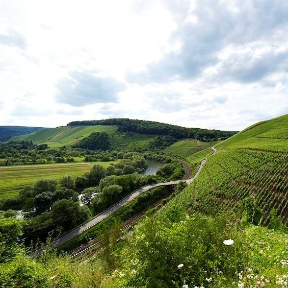 ファン・フォルクセン / ファウファウ　シーファー リースリング 2023