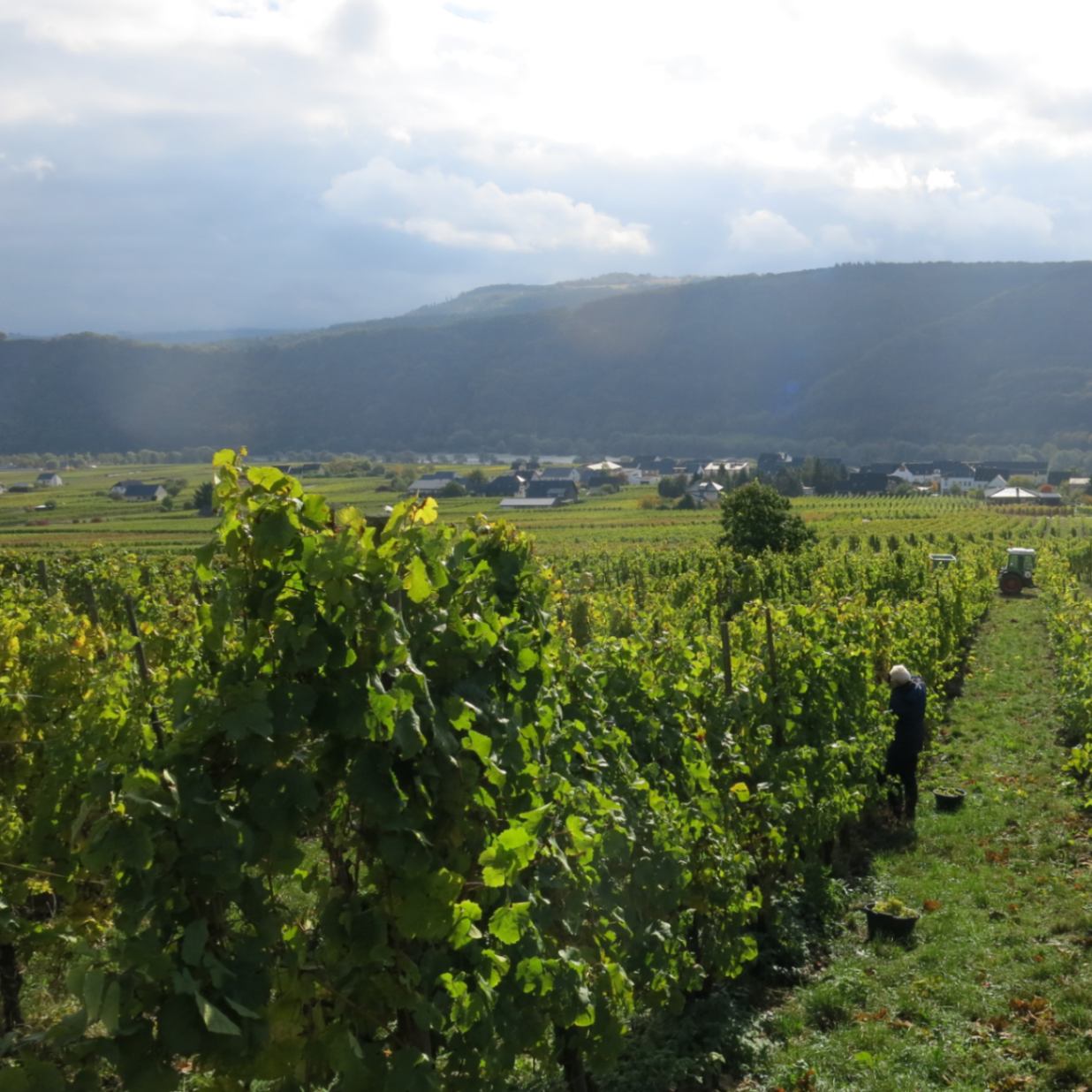 【希少】2014 リタ・ウント・ルドルフ・トロッセン リースリング リタ・ウント・ルドルフ・トロッセン / シーファーブルーメ