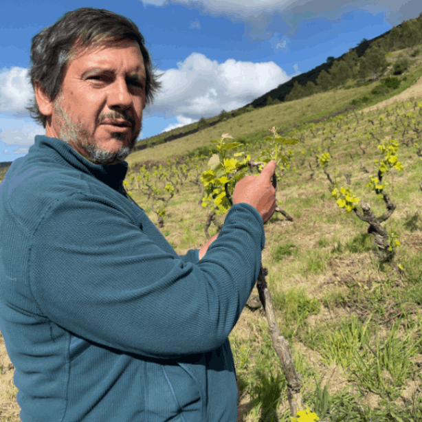 キンタ・ダ・セッラディーニャ / ヴィーニョ・ティント バガ 2016