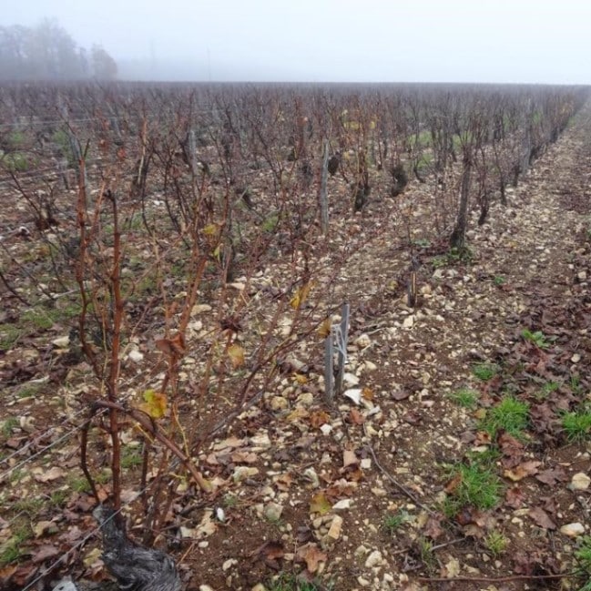 ヴァンサン・ゴードリー / サンセール・ブラン　ル・トゥルヌブリッド 2023