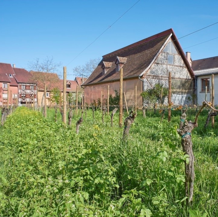 ピエール・フリック / ピノ・ブラン 2023 | 産地,フランス,アルザス