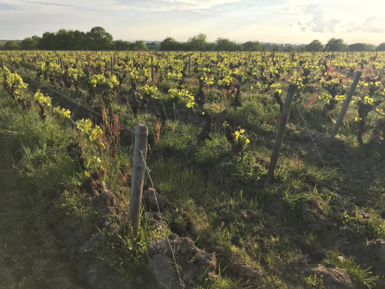 コンプレモン・テール / レ・ママ・レッド 2021