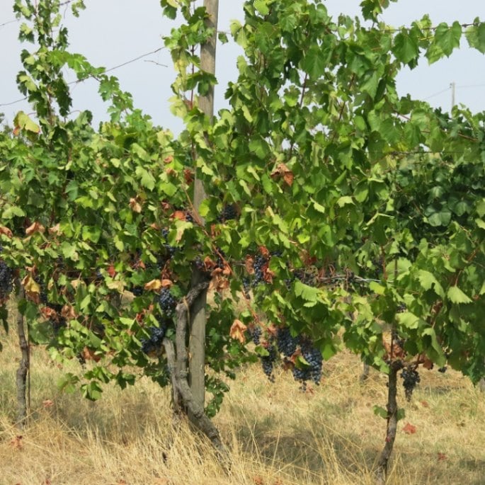 チンクエ・カンピ / トレッビアーノ・デッレミリア　テルビアンク 2022