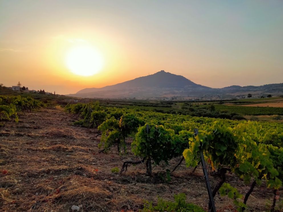 ヌース(コーペラティーヴァ・ ヴィーノ・ヌオーヴォ) / テッレ・シチリアーネ カタラット 2022