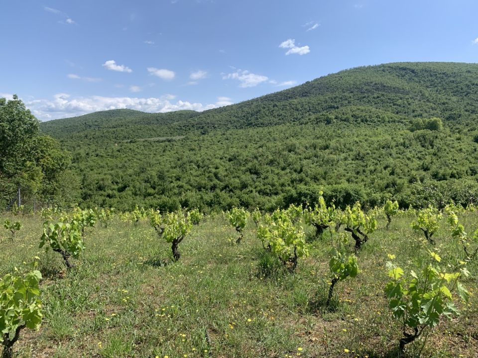 ドメーヌ・ダラマラ / イマスィア カプニストス 2021