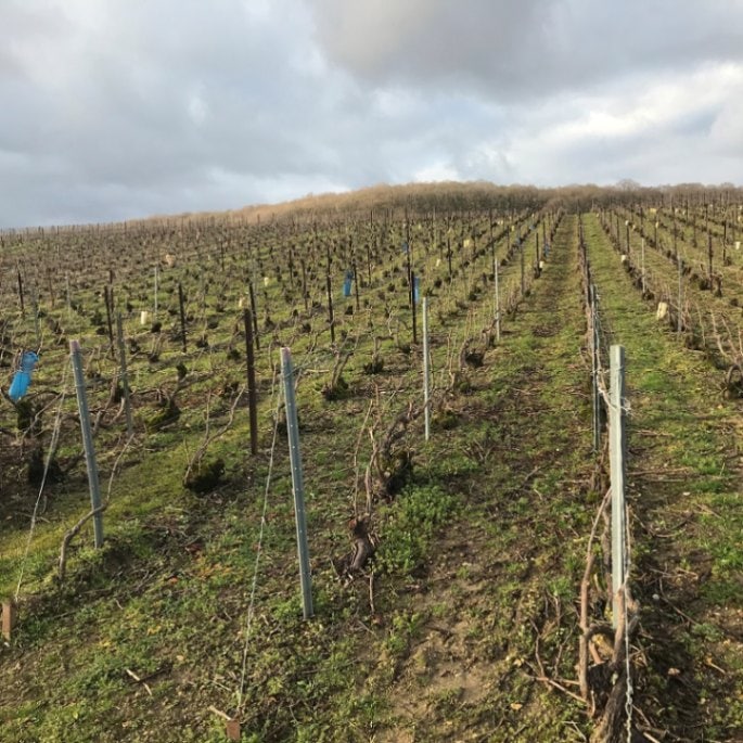 ジョゼ・ミシェル・エ・フィス / エクストラ・ ブリュット　シャピートル ムニエ