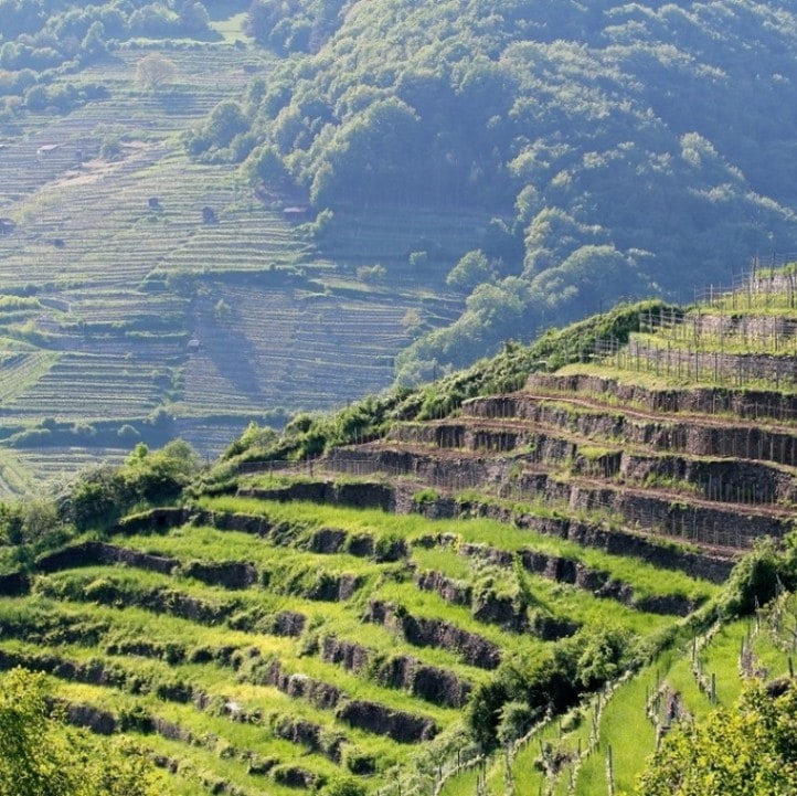 ヴァイングート・ヴァイダー＝マルベルク /  ヴァッハウアー・リーベディッヒ・グリューナー・ヴェルトリーナー 2023