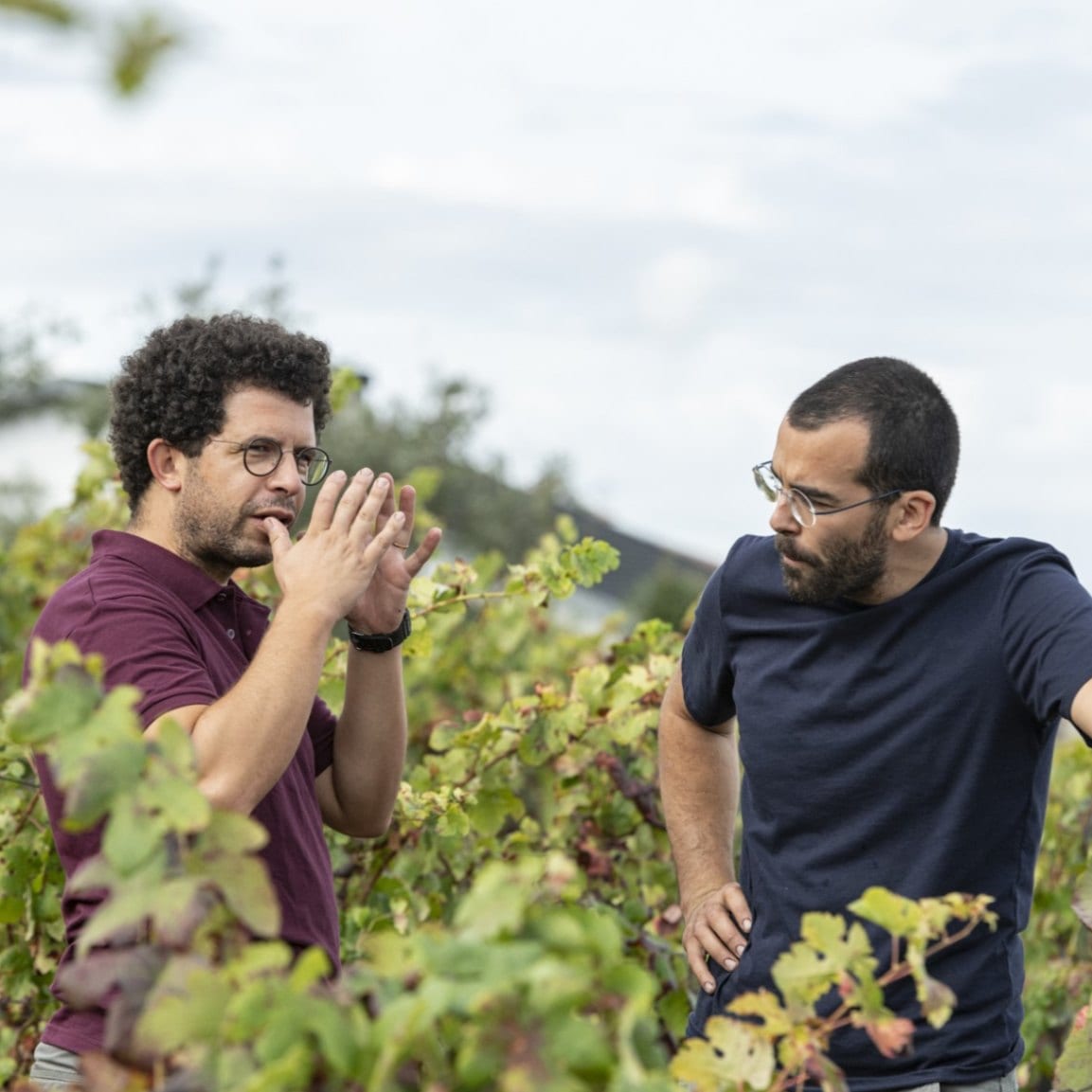 ドミニオ・ド・アソール / ダォン　ドミニオ・ド・アソール・ブランコ 2022