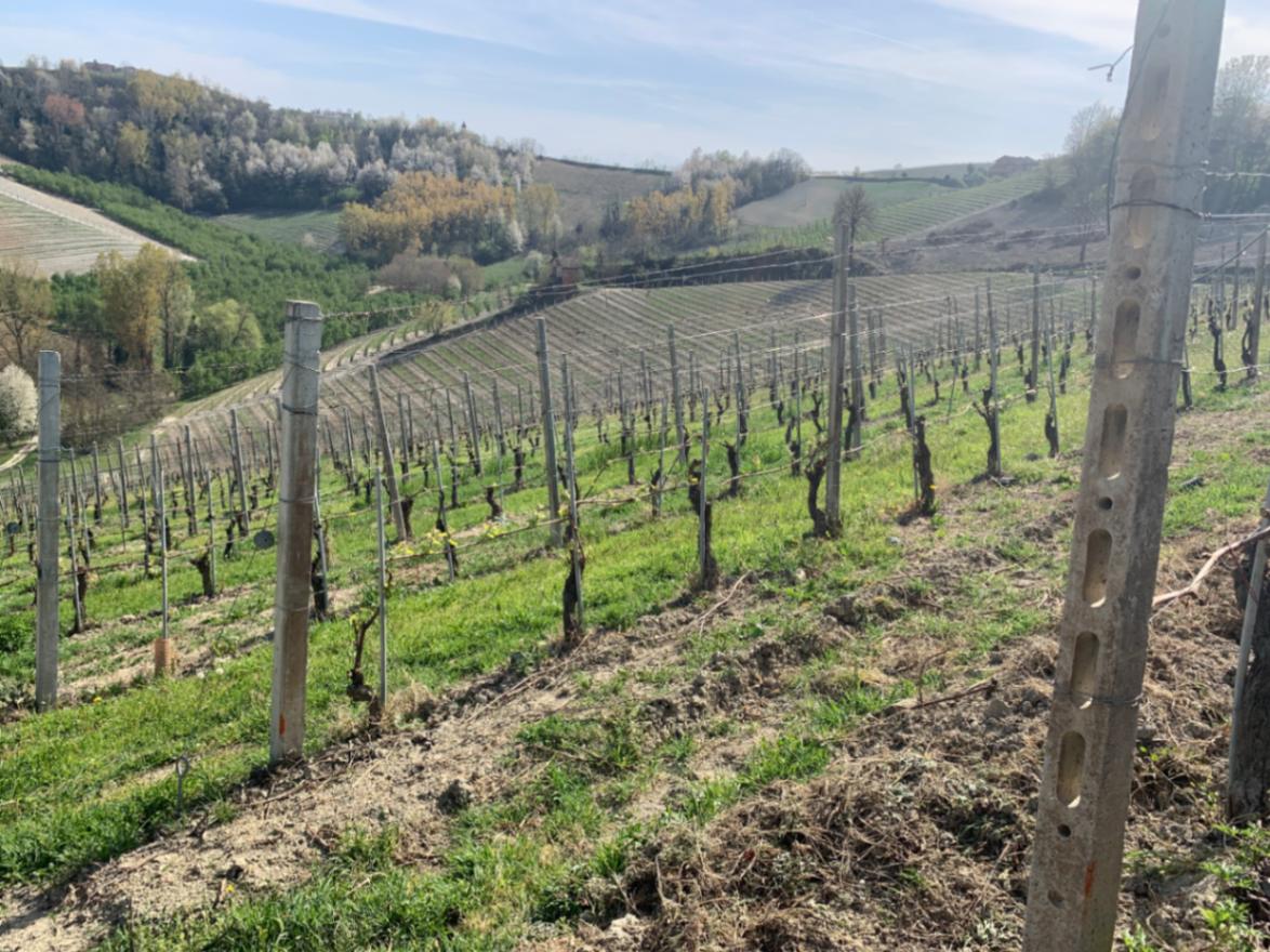 ラルー / バルベーラ ダルバ 2023