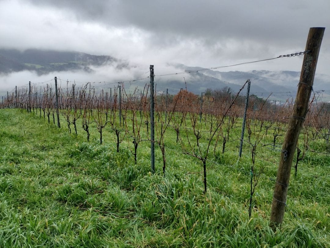 フラスコレ / トスカーナ・ビアンコ イン・アルビス 2021 | 産地