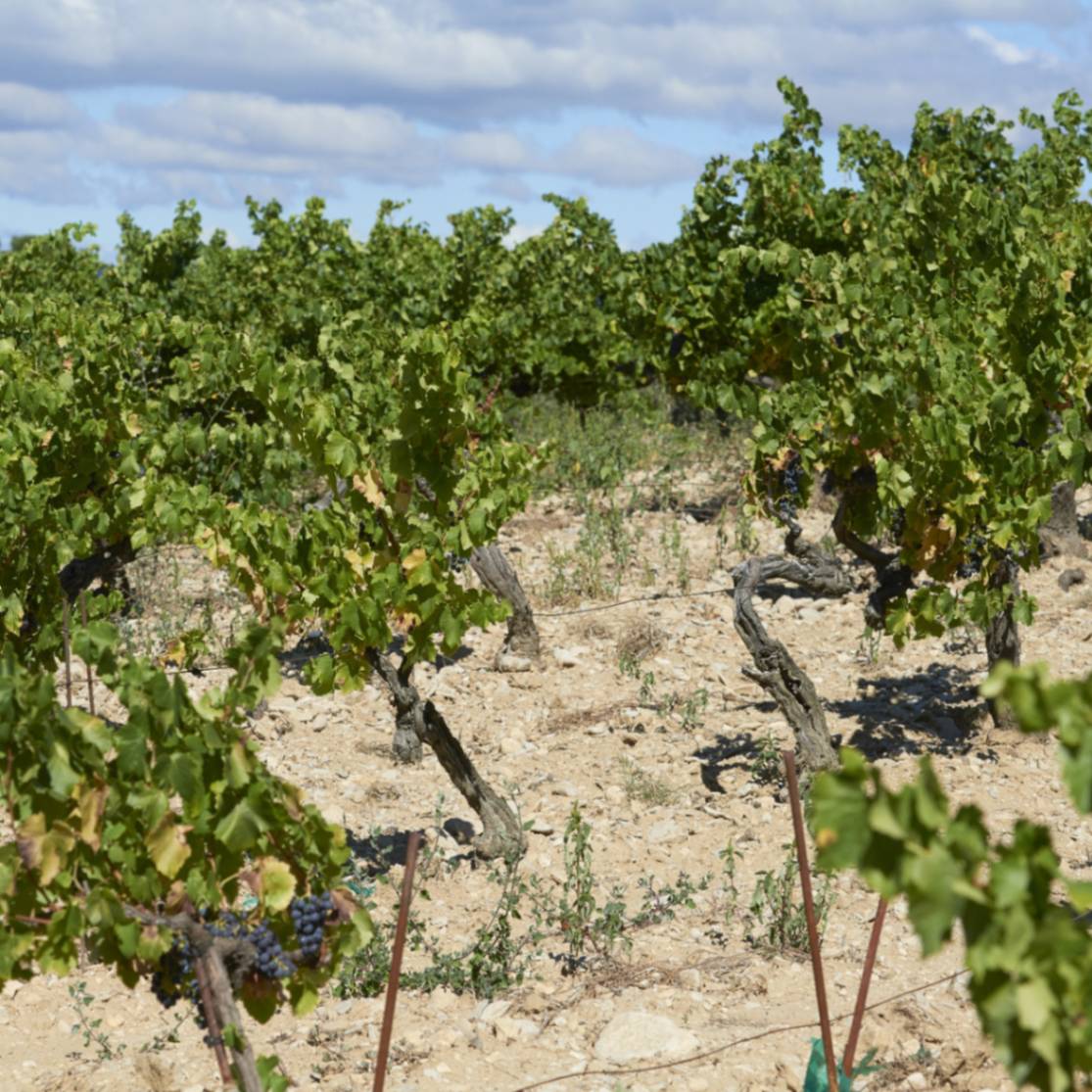 ドメーヌ・グラムノン / VdF ラ・サジェス 2022 *お一人様1本まで