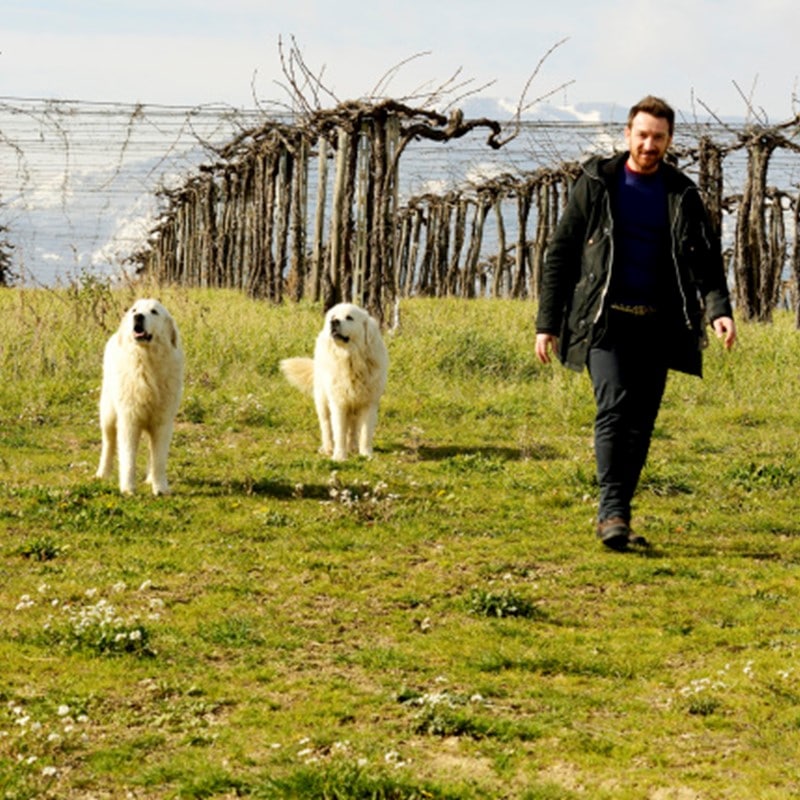 ティベリオ / アルキヴィオ 2019《＊お一人様１本まで》