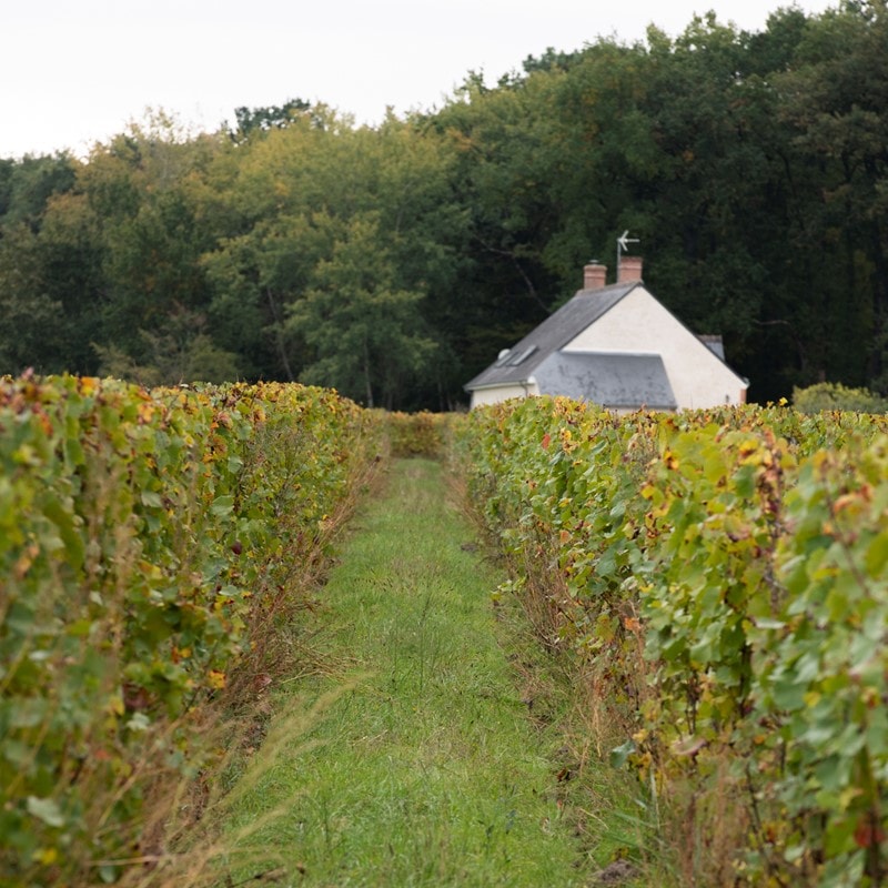 エルヴェ・ヴィルマード / ソーヴィニョン 2024