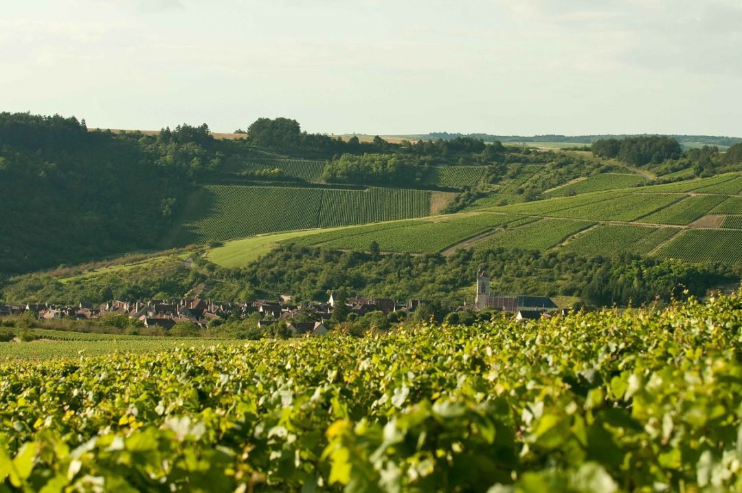 ヴィニ・ヴィティ・ヴィンチ / ソーヴィニョン 2021