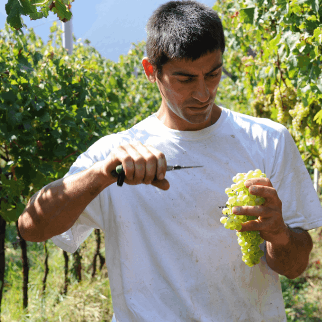 ジーノ・ペドロッティ / ヴィニェーティ・デッレ・ドロミティ　ノズィオーラ  2023